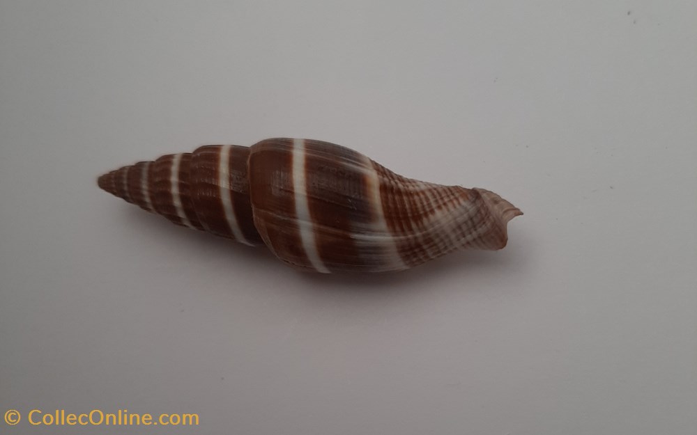 conchas y fosiles gastropoda vexilium formosense