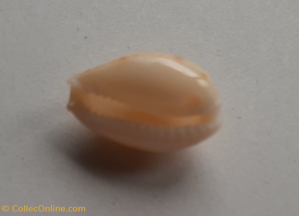 Erosaria spurca conchas y fosiles gastropoda erosaria spurca