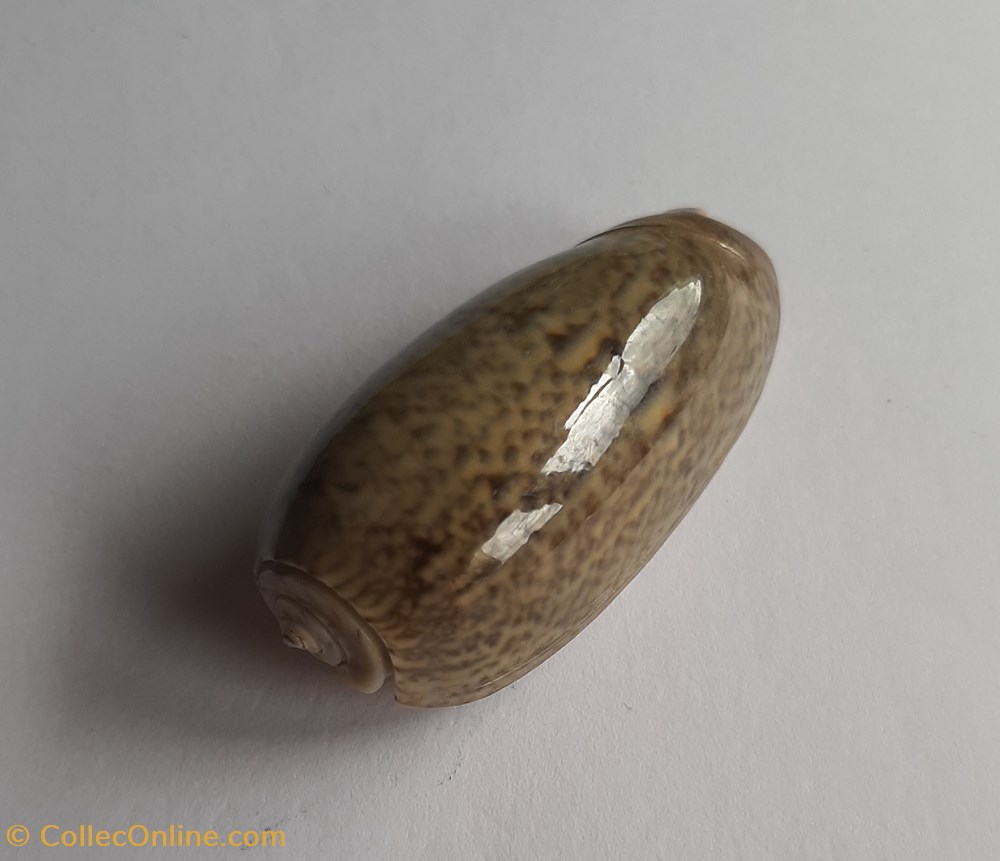Oliva vidua cincta conchas y fosiles gastropoda oliva vidua cincta