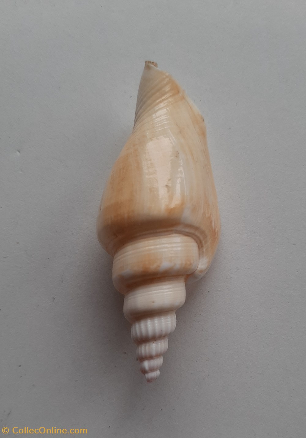 Strombus vittatus conchas y fosiles gastropoda strombus vittatus