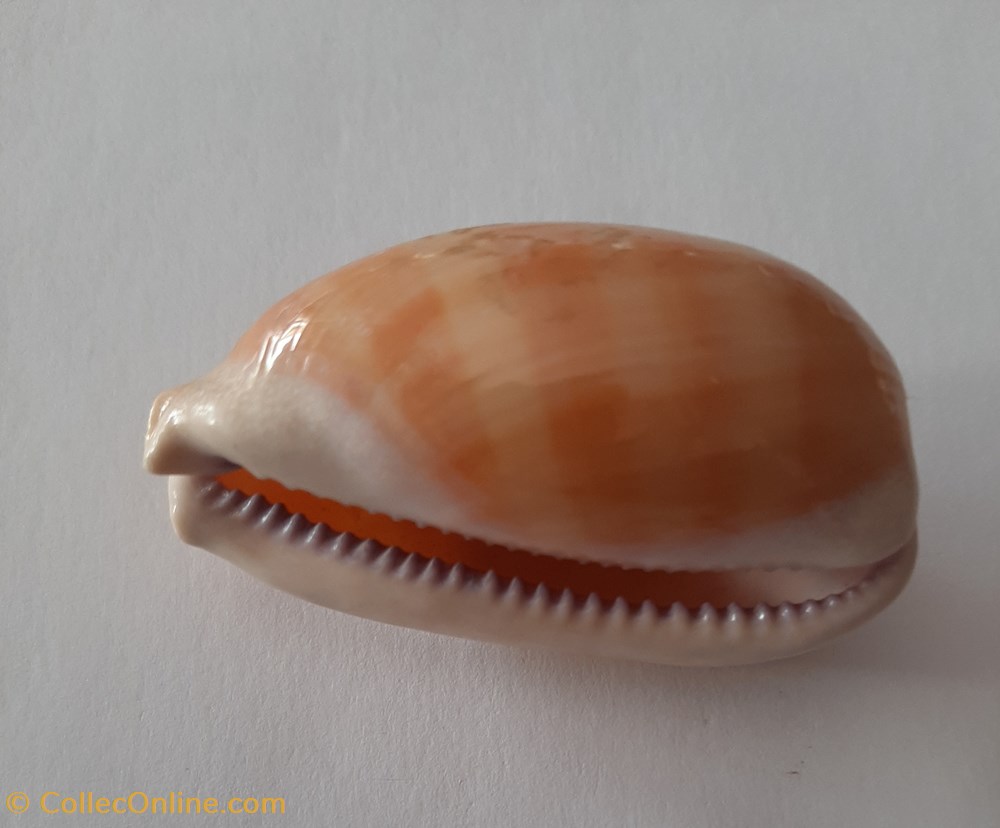 Lyncina Carneola conchas fosiles gastropoda lyncina carneola