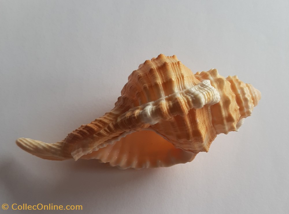cymatium pyrum conchas fosiles gastropoda cymatium pyrum