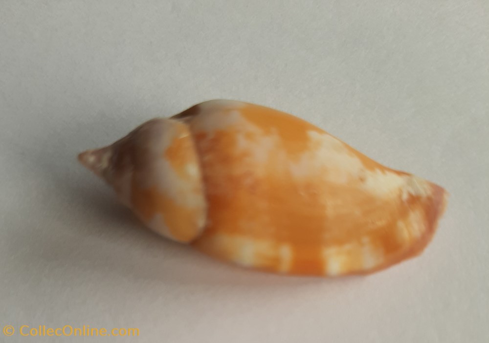 conchas y fosiles gastropoda strombus fragilis