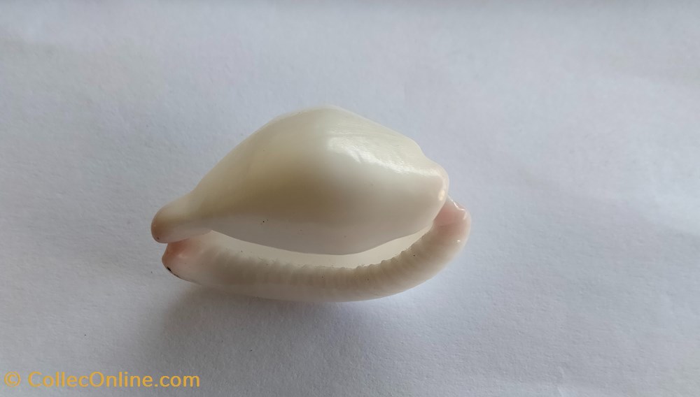 conchas y fosiles gastropoda calpurnus verrucosus
