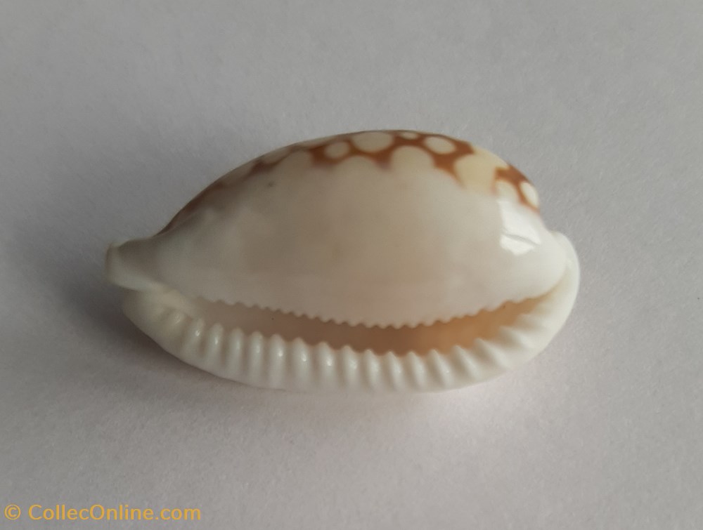 Cypraea cribarula cribaria conchas fosiles gastropoda cypraea cribarula cribaria