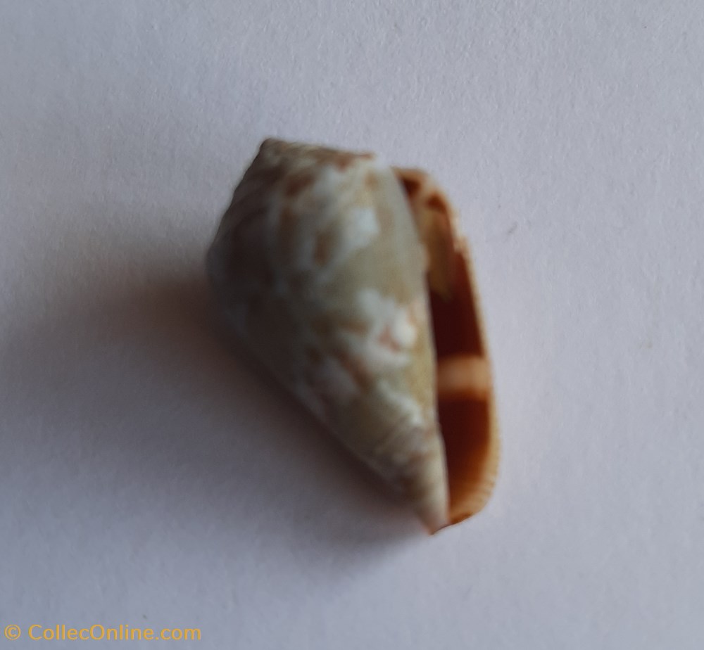 Conus ventricosus conchas y fosiles gastropoda conus ventricosus