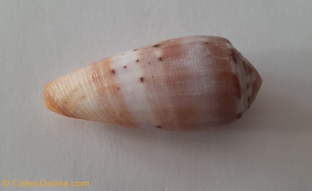 Conus Circumcisus conchas y fosiles gastropoda conus circumcisus