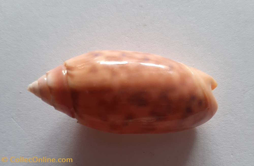 Oliva Annulata conchas y fosiles gastropoda oliva annulata