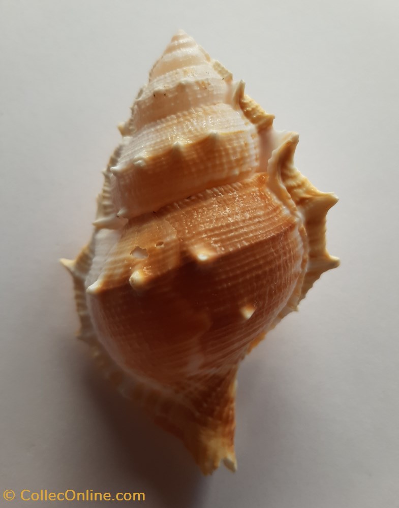conchas y fosiles gastropoda bursa awatii