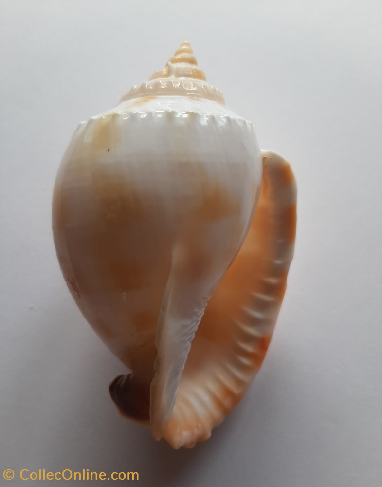 Semicassis Saburon conchas y fosiles gastropoda semicassis saburon