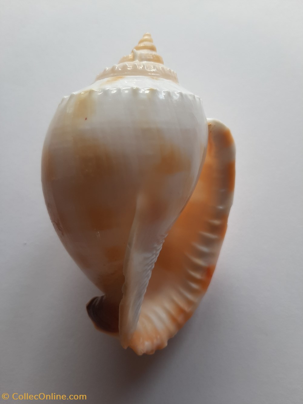 conchas y fosiles gastropoda semicassis saburon