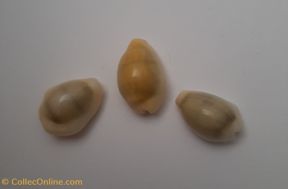 Erosaria Moneta annulus conchas y fosiles gastropoda erosaria moneta annulus