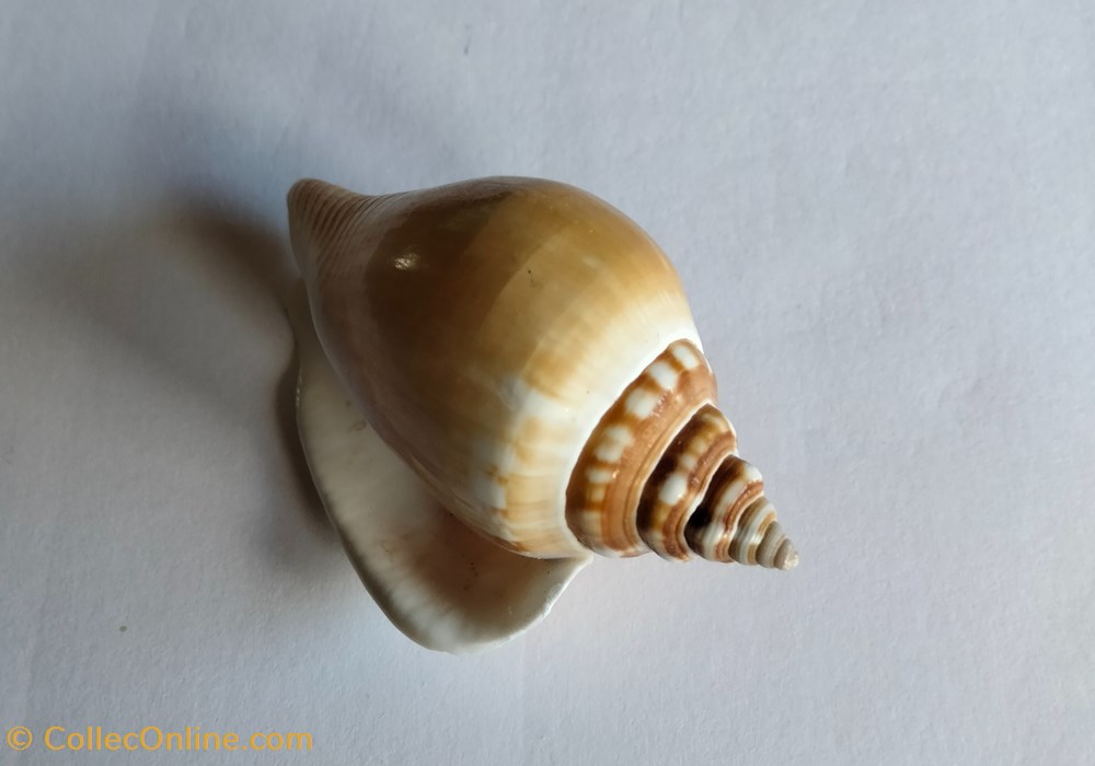 Euprotomus bulla conchas y fosiles gastropoda euprotomus bulla