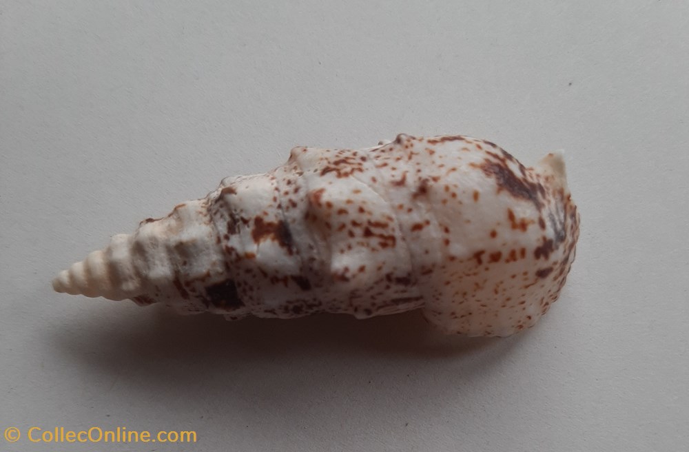 conchas y fosiles gastropoda pseudovergatus aluco