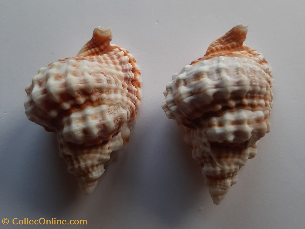Distorsio Annus conchas y fosiles gastropoda distorsio annus