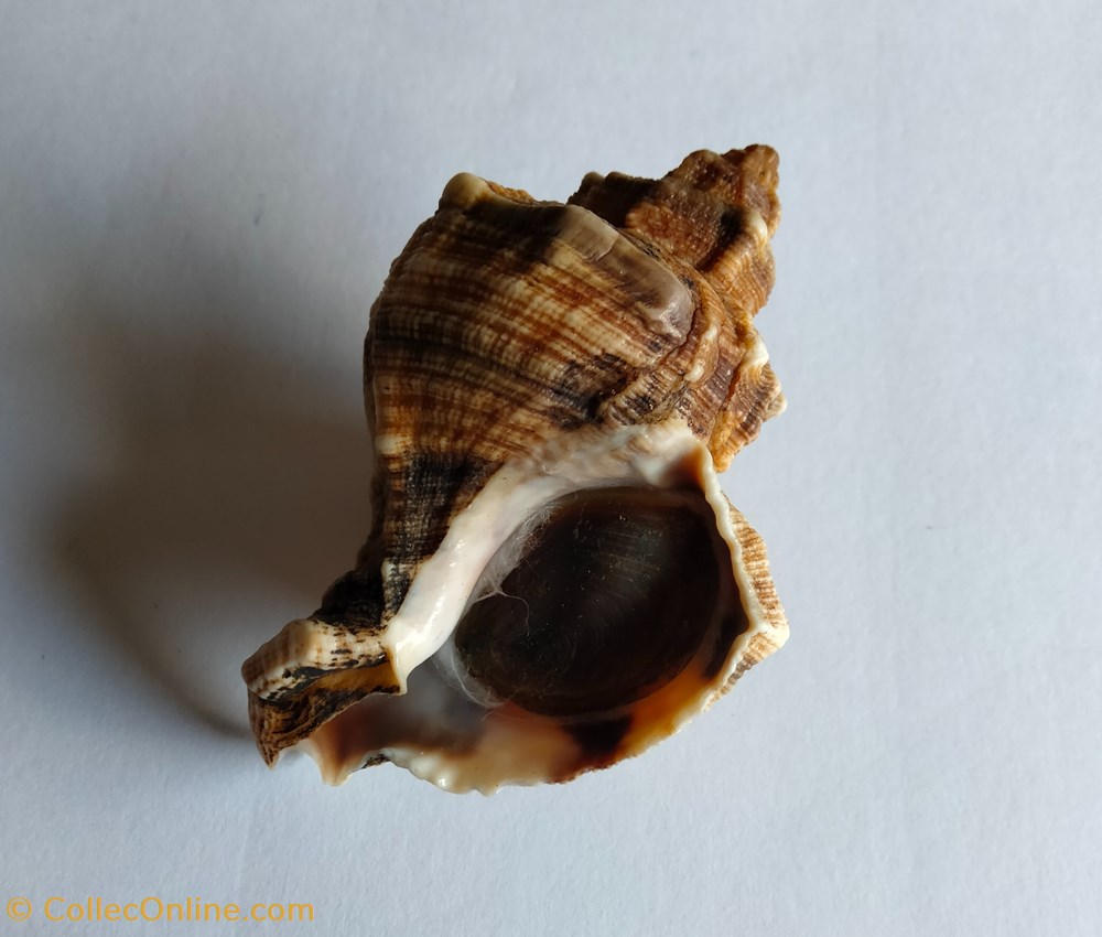 hexaplex trunculus con opérculo conchas y fosiles gastropoda hexaplex trunculus con operculo