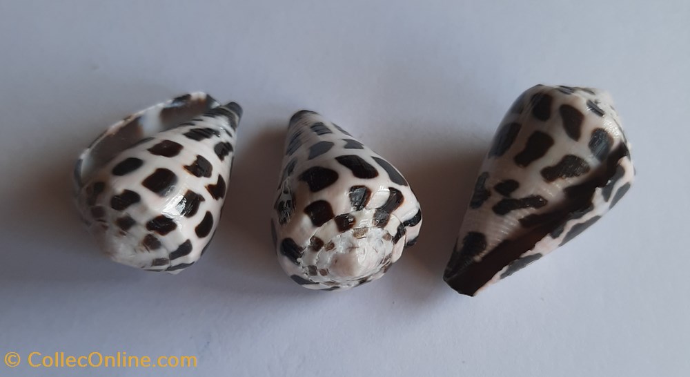 Conus ebraeus conchas y fosiles gastropoda conus ebraeus