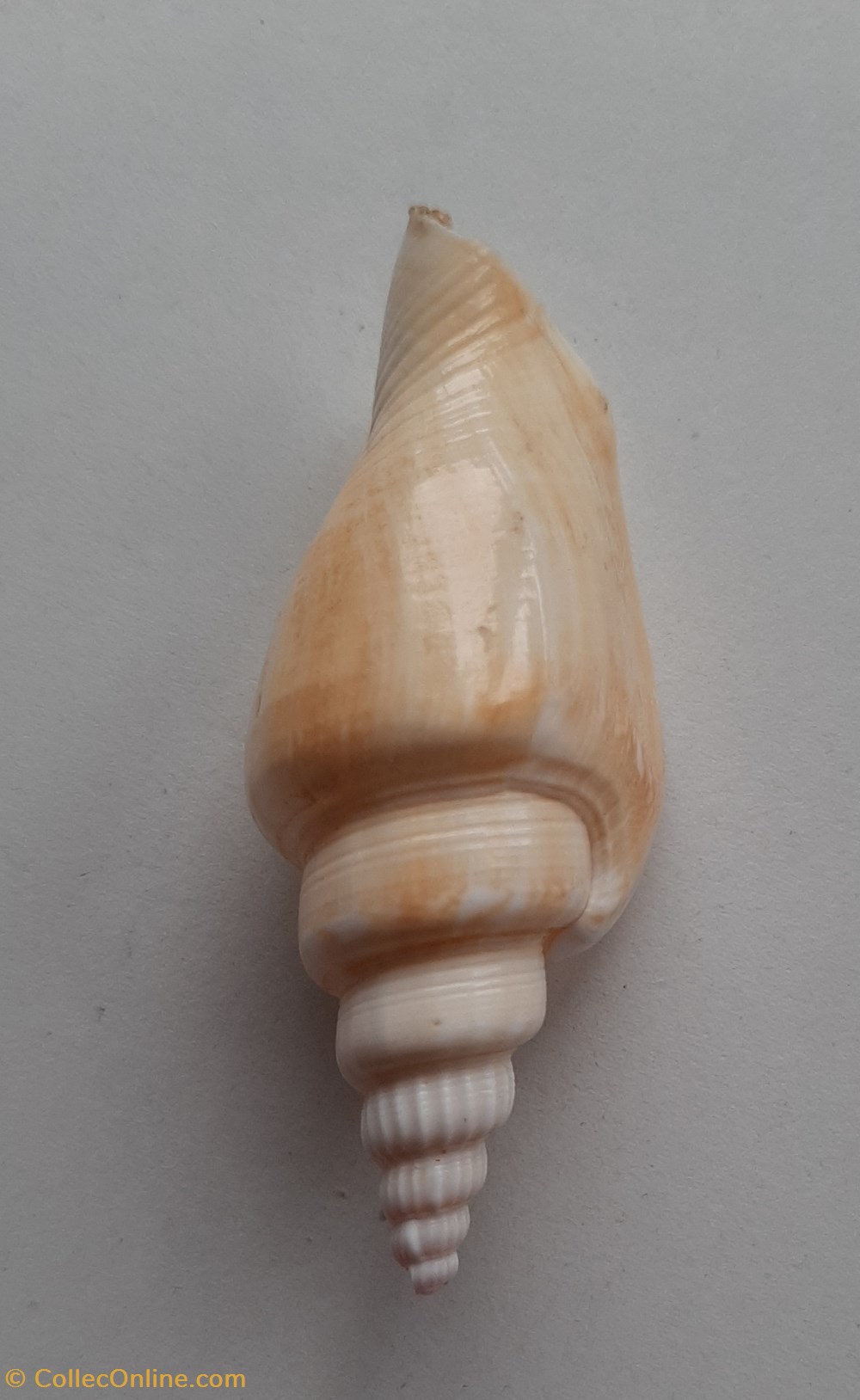Strombus vittatus conchas y fosiles gastropoda strombus vittatus