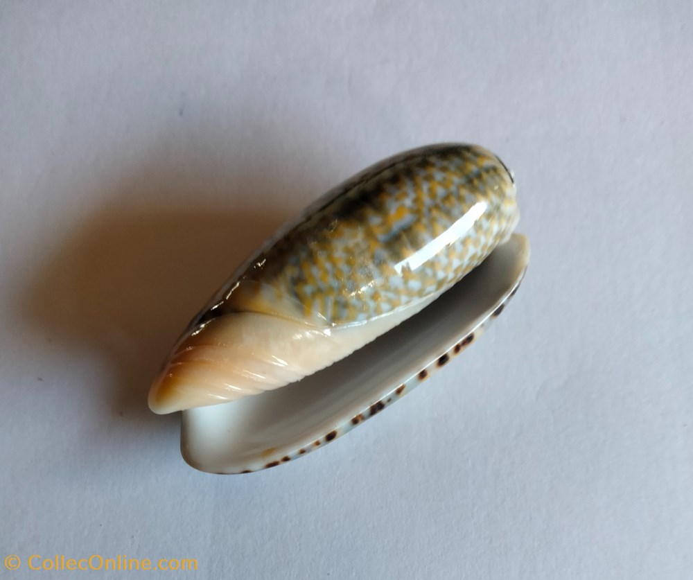 conchas y fosiles gastropoda oliva tricolor