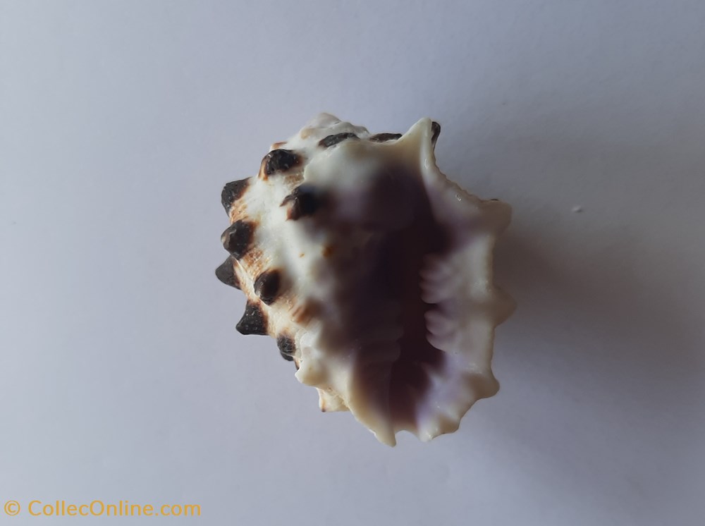 conchas y fosiles gastropoda drupa molum