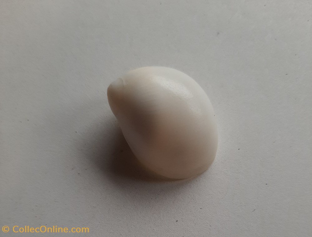 conchas y fosiles gastropoda polinices flemingianus