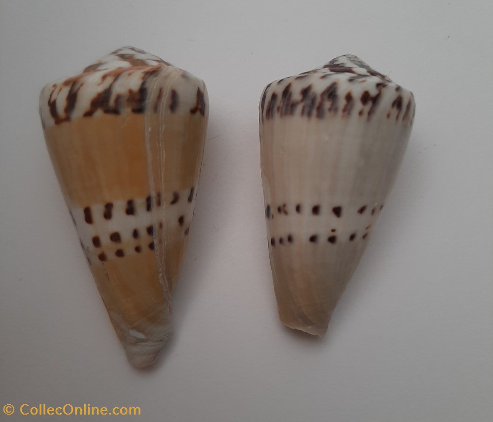 Conus Capitaneus conchas y fosiles conus capitaneus
