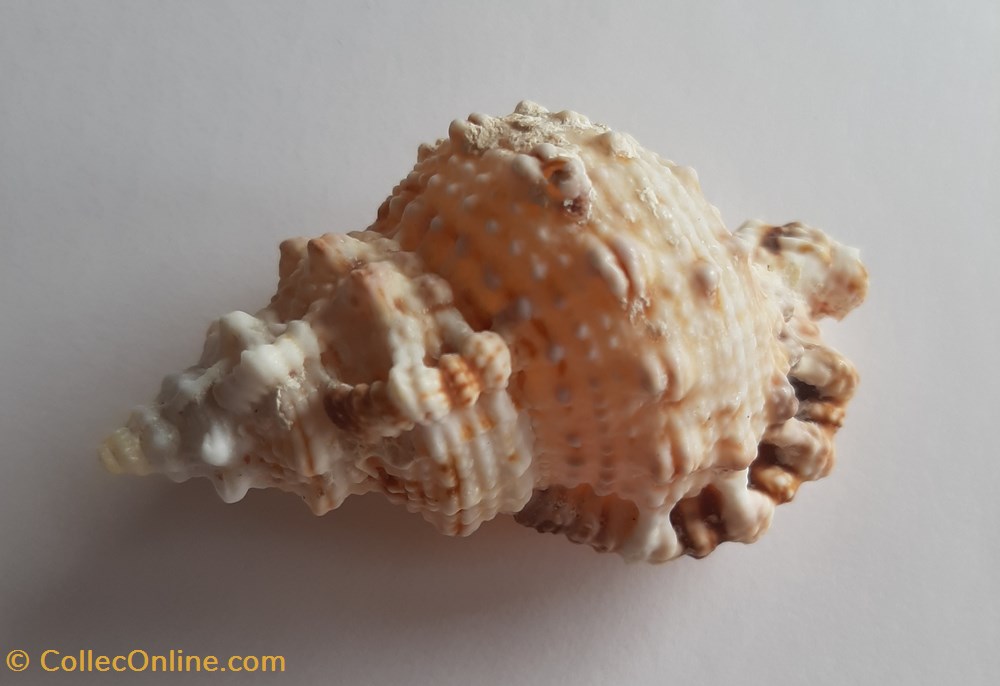 conchas y fosiles gastropoda bursa rubeta