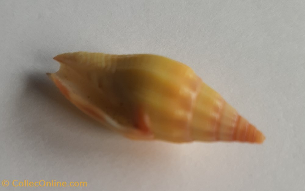 conchas y fosiles gastropoda vexilium vulpecula