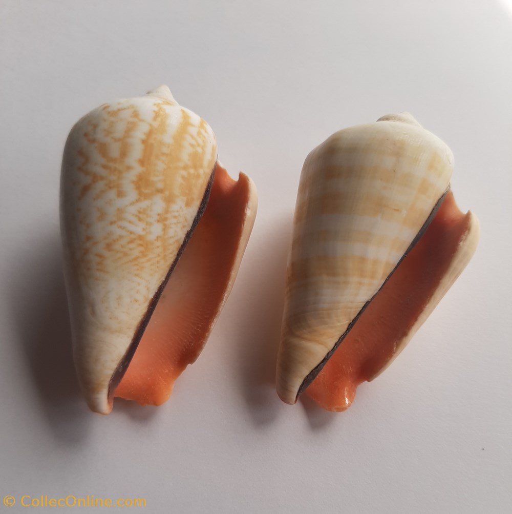 conchas y fosiles gastropoda strombus luhuanus