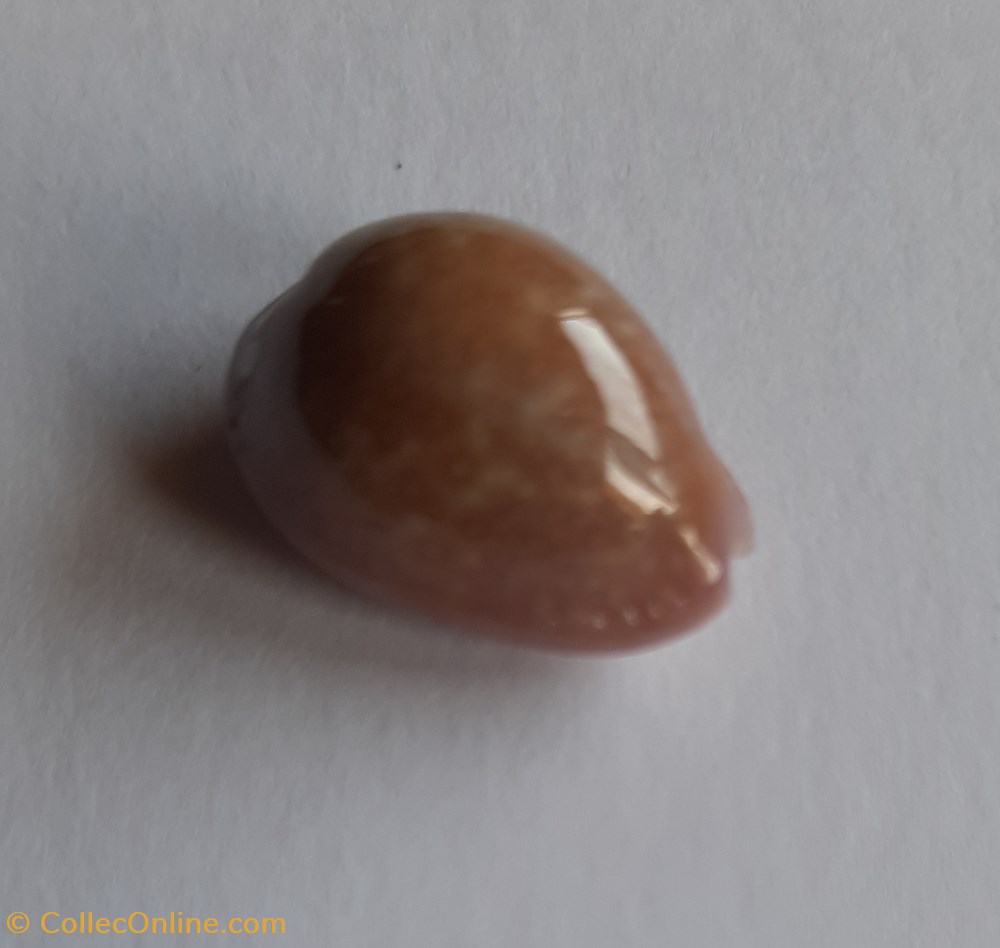 conchas fosiles gastropoda cypraea poraria