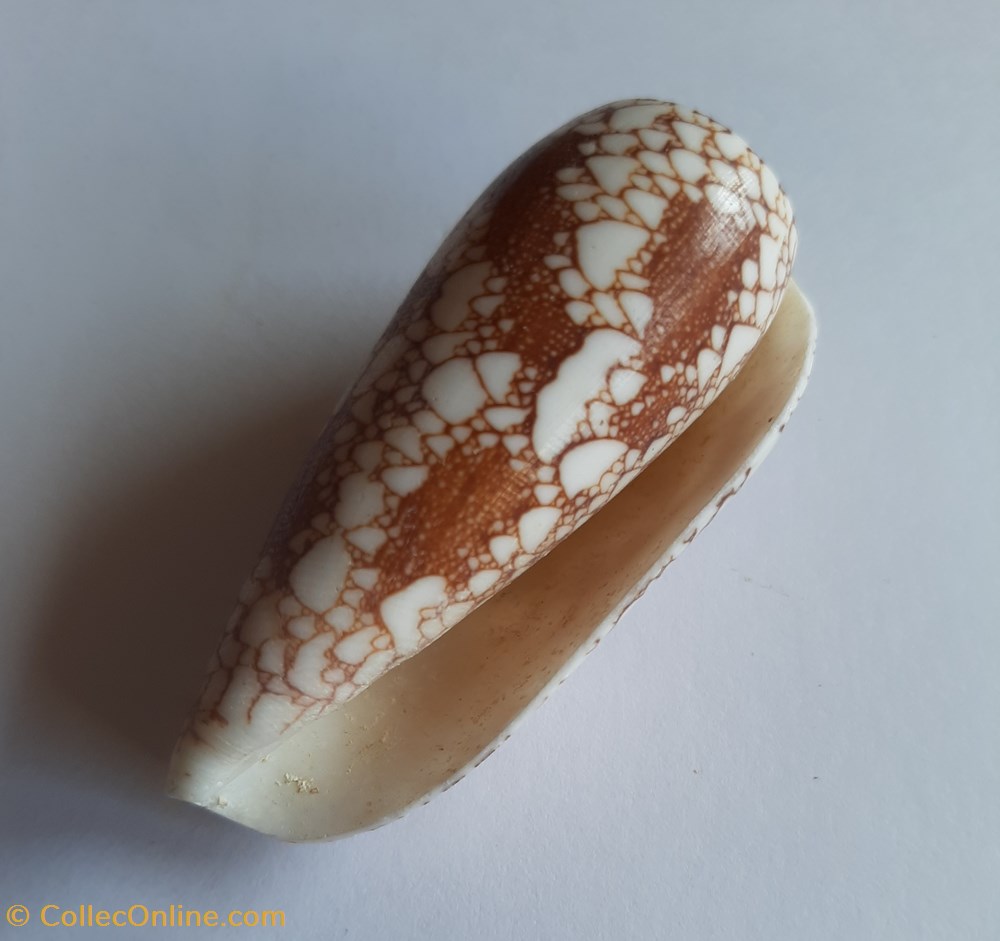 Conus omaria conchas y fosiles gastropoda conus omaria