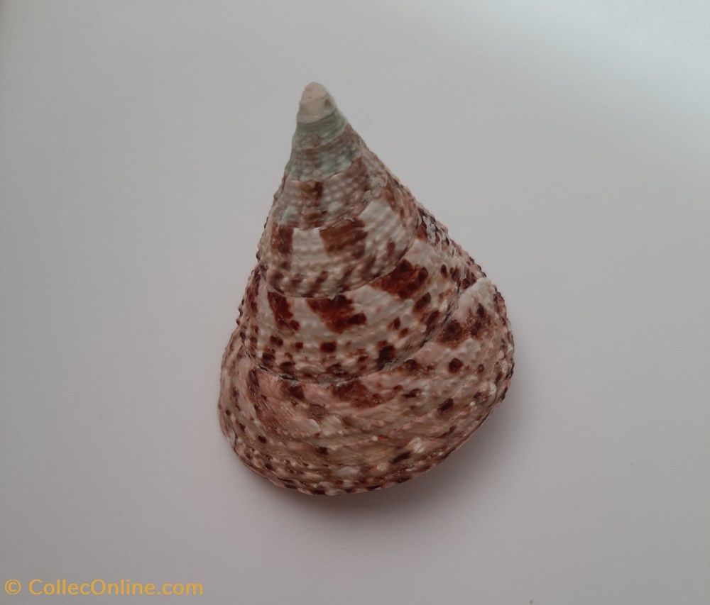 Trochus Virgatus conchas y fosiles gastropoda trochus virgatus