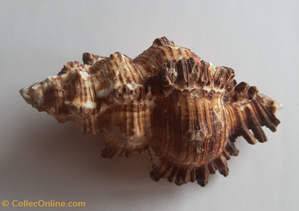 Murex chicoreus torrefactus conchas y fosiles gastropoda murex chicoreus torrefactus