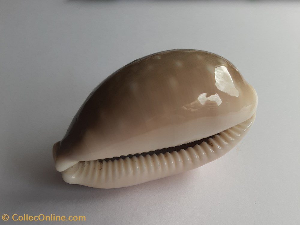 conchas fosiles gastropoda lyncina vitelus
