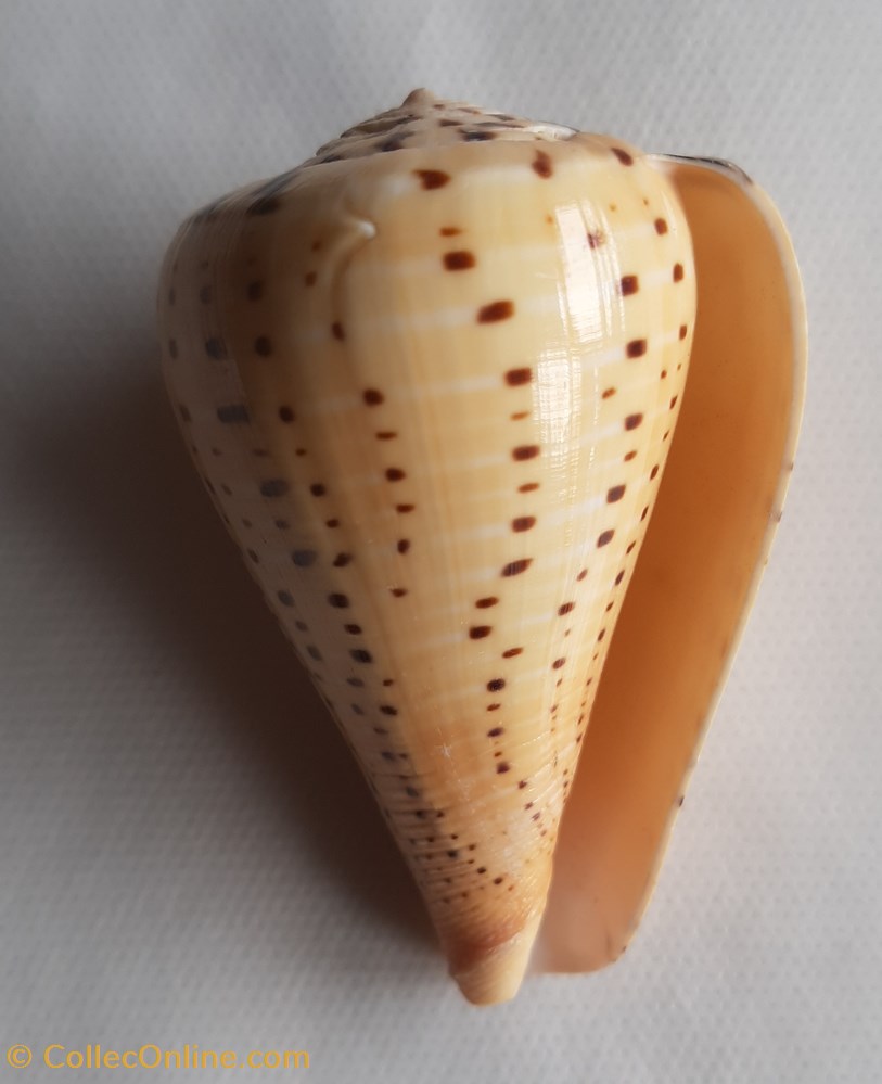 conchas y fosiles gastropoda conus betulinos