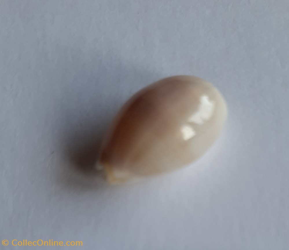 conchas fosiles gastropoda cypraea clandestina passerina