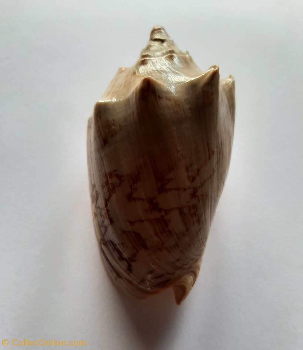 Cymbiola Vespertilio conchas fosiles gastropoda cymbiola vespertilio