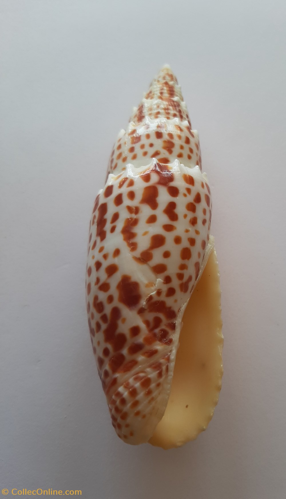 Mitra Papalis conchas y fosiles gastropoda mitra papalis