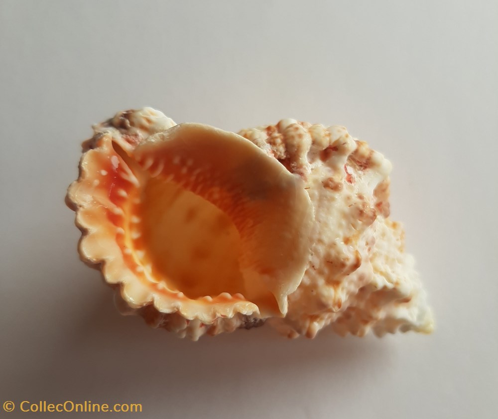conchas y fosiles gastropoda bursa rubeta
