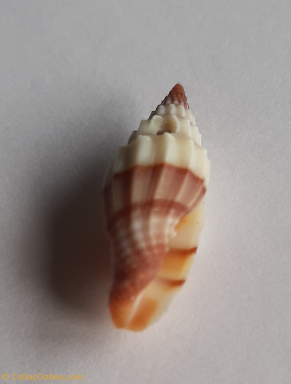Vexilium plicarium conchas y fosiles gastropoda vexilium plicarium