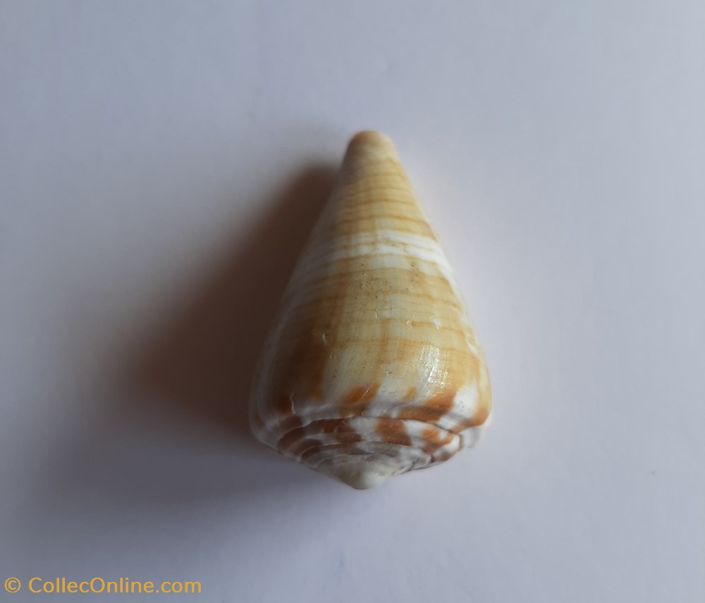 Conus namocanus conchas y fosiles conus namocanus