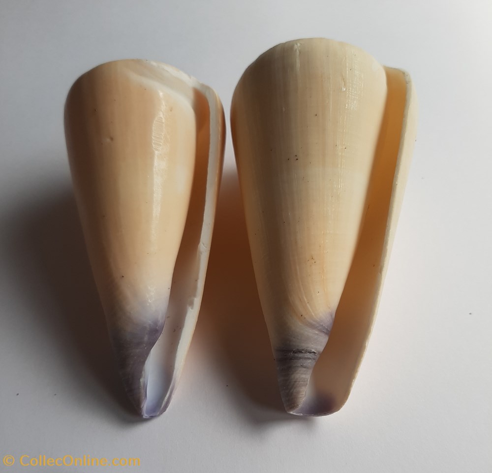 Conus virgo conchas y fosiles conus virgo