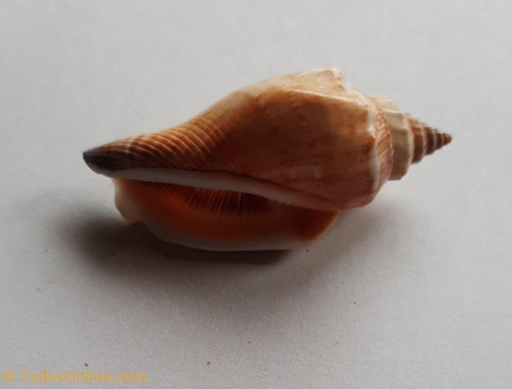 conchas y fosiles gastropoda stombus urceus