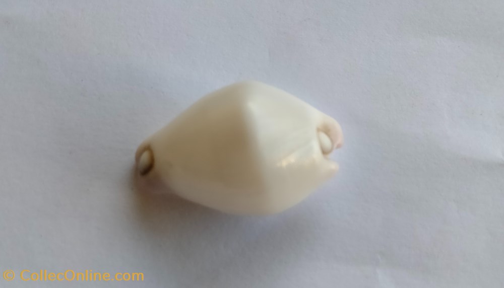 conchas y fosiles gastropoda calpurnus verrucosus