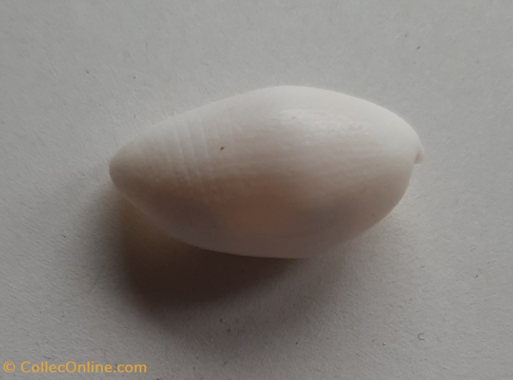 conchas fosiles gastropoda aliculastrum cylindrica