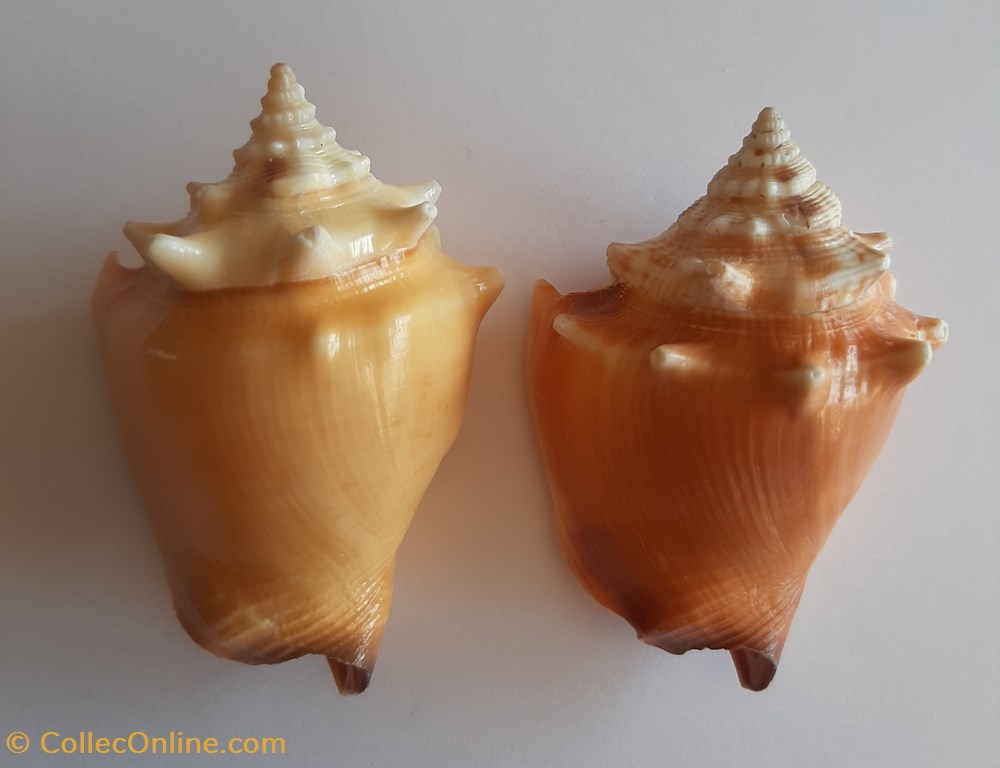 Strombus Pugilis Pugilis conchas y fosiles gastropoda strombus pugilis pugilis