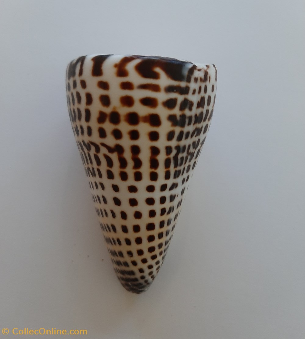 Conus litteratus conchas y fosiles conus litteratus