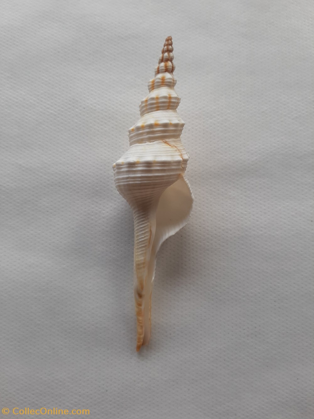 Fusinus dupetitthouarsi conchas y fosiles gastropoda fusinus dupetitthouarsi