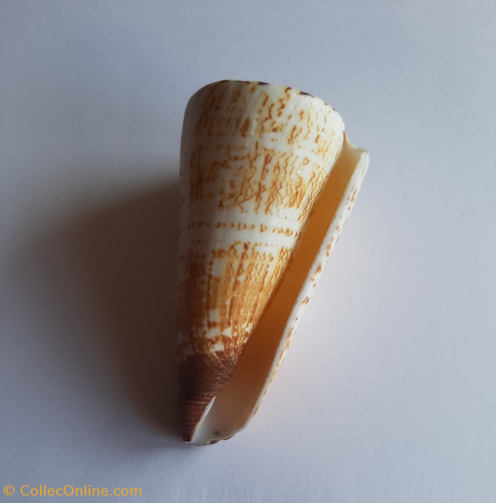 Conus thalassiarchus conchas y fosiles conus thalassiarchus