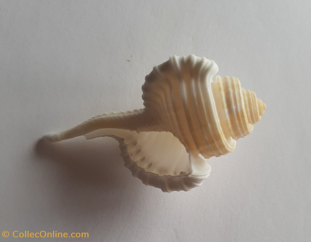 cymatium gutturnium conchas fosiles gastropoda cymatium gutturnium